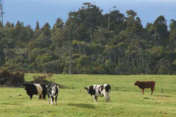 Vaca - Nueva Zelanda 2.jpg
